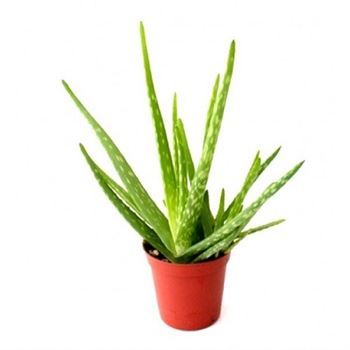 Aloe Vera Fidanı Sarı Sabır