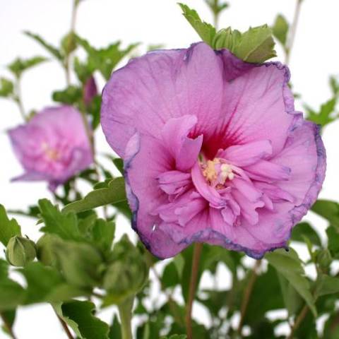 Ağaç Hatmi Çiçeği