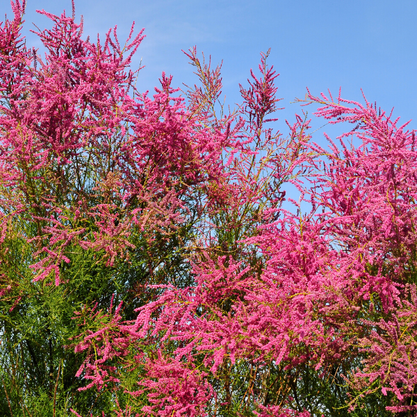 Ilgın Fidanı Tamarix Tetrandra