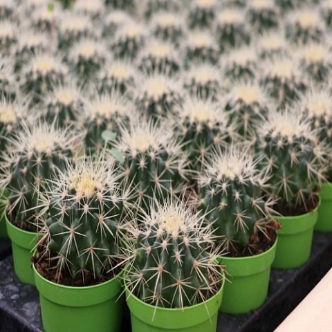 Altıntop Kaktüs Fidanı Echinocactus Grusonii