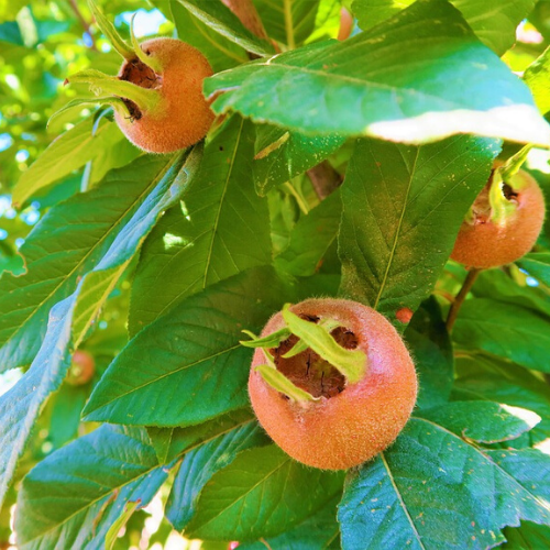 Jumbo Döngel Muşmula Fidanı