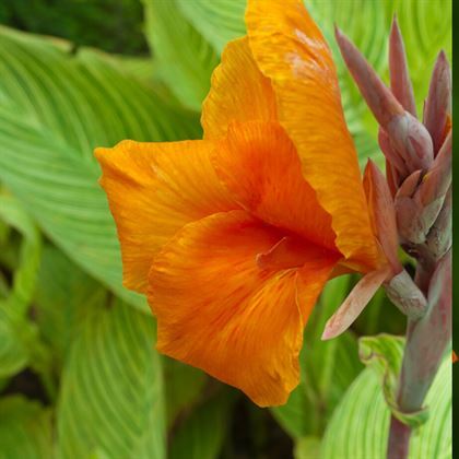 Alacalı Kana Çiçeği 30 cm Canna İndica Variegata