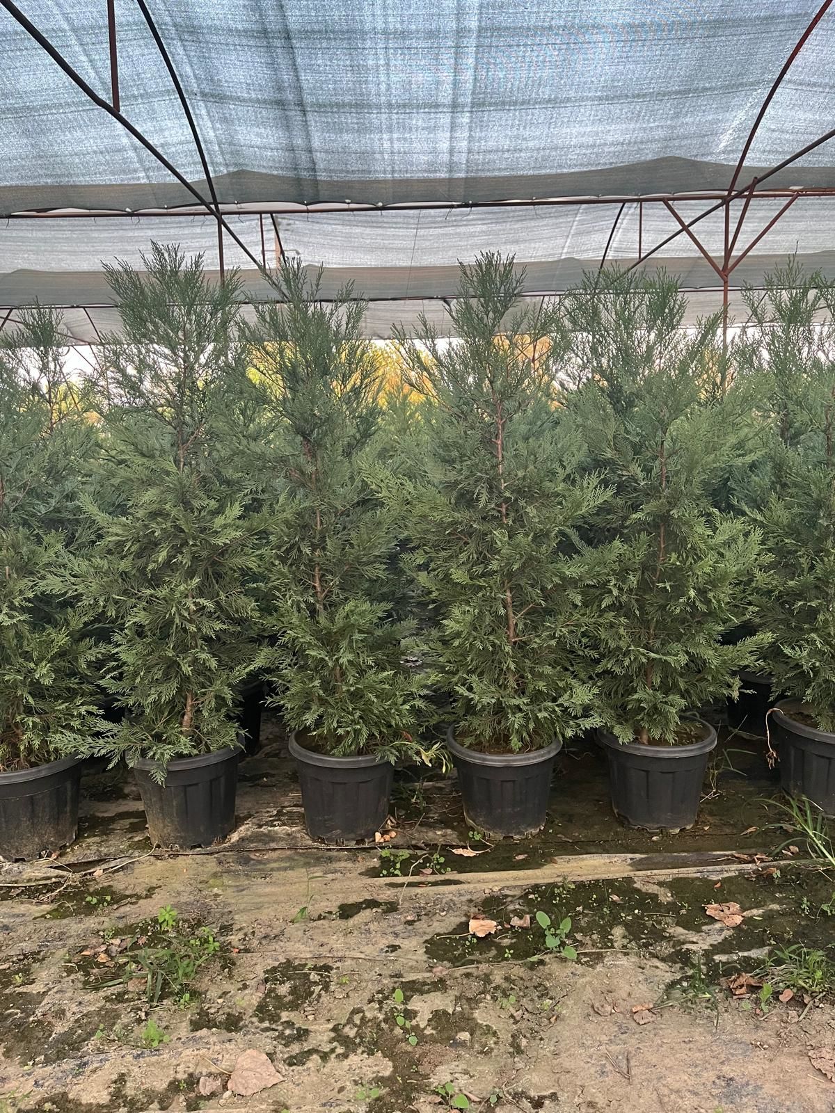 Leylandi Fidesi Çit Bitkisi 120 cm