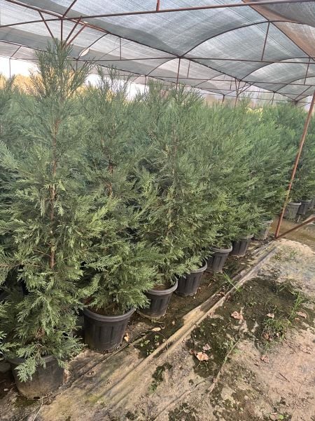 Leylandi Fidesi Çit Bitkisi 120 cm