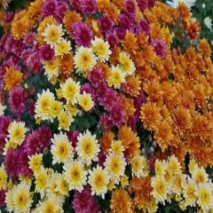 Kasımpatı Çiçeği Krizantem Chrysanthemum sp