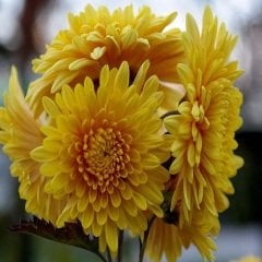 Kasımpatı Çiçeği Krizantem Chrysanthemum sp
