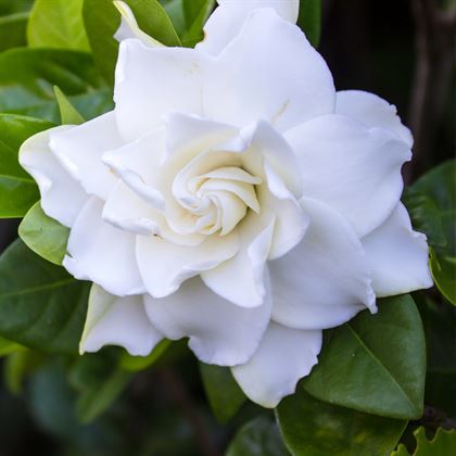 Gardenya Çiçeği