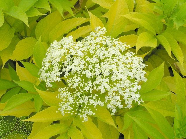 Alacalı Mürver Sambucus nigra aurea