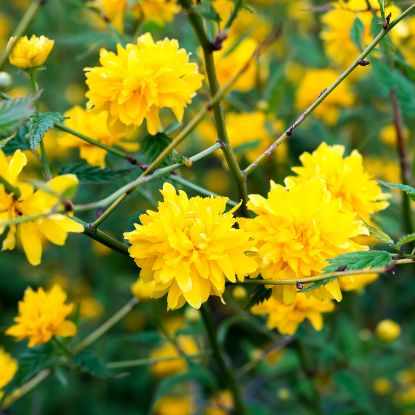 Kanarya Gülü Çiçeği Paskalya Gülü