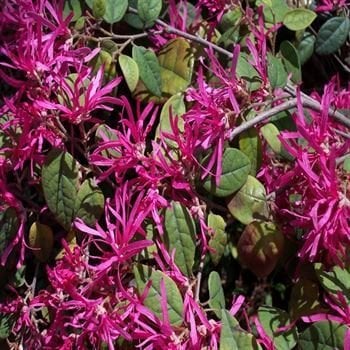 Loropetalum Çiçeği Pembe Rüya Çiçeği