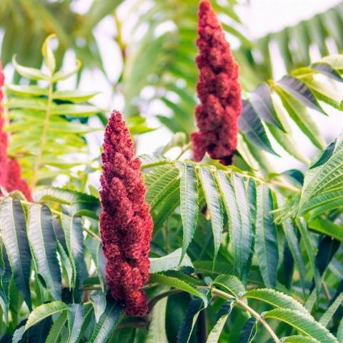 Sumak Fidanı 40 cm  Şifalı Cinsten  Rhus Typhina