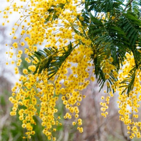 Mimoza Ağacı  Acacia Dealbata