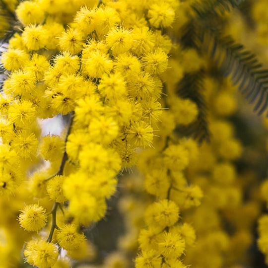 Mimoza Ağacı  Acacia Dealbata