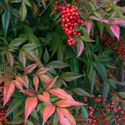 Nandina Domestica Cennet Bambusu Fidanı