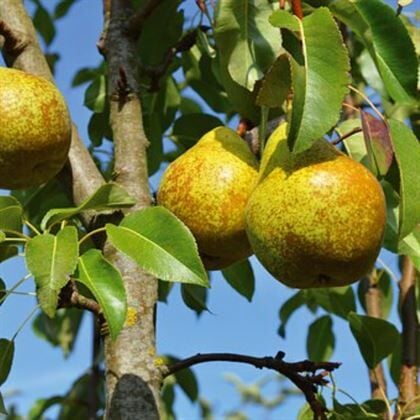 Coscia Precoce Armut Fidanı