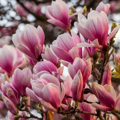 Saray Lalesi Pembe Çiçekli Japon Manolyası