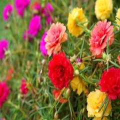 İpek Çiçeği kedi tırnağı 10 adet Portulaca Grandiflora