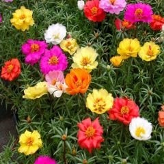 İpek Çiçeği kedi tırnağı 10 adet Portulaca Grandiflora