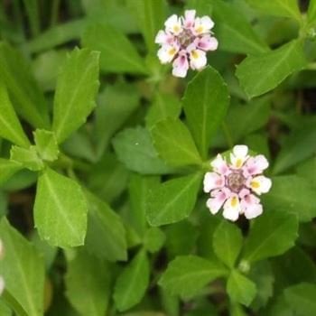 Libya Çimi Yayılıcı Lippia Repens 22 adet