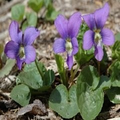Yabani Menekşe Çiçeği Herba violae tricoloris
