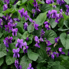 Yabani Menekşe Çiçeği Herba violae tricoloris