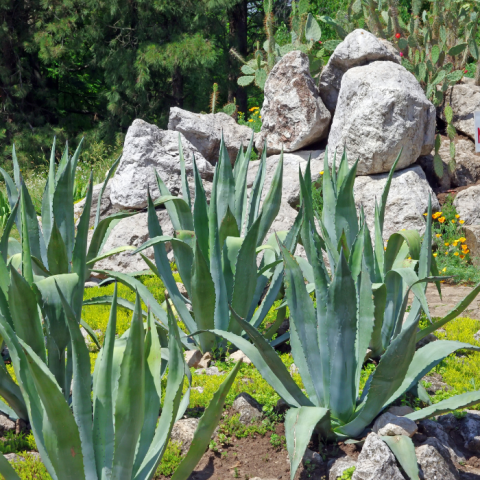 Yüzyıl Çiçeği Agave Fidanı