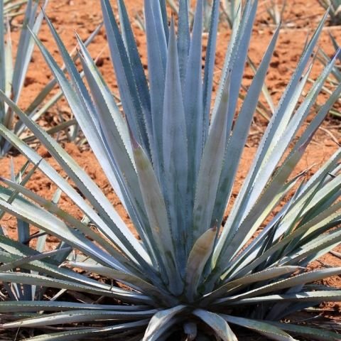 Yüzyıl Çiçeği Agave Fidanı