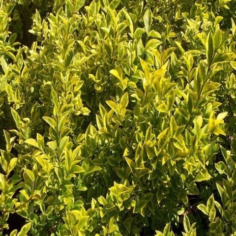 Alacalı Lüküstrüm Ligustrum Kurt Bağrı Fidanı