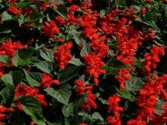 Ateş Çiçeği  Salvia Splendens