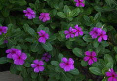 Pervane Çiçeği  Catharanthus Roseus