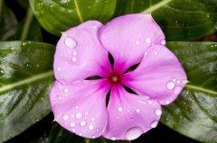 Pervane Çiçeği  Catharanthus Roseus