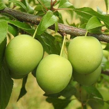 Can Erik Fidanı Can Eriği Prunus ceresifera