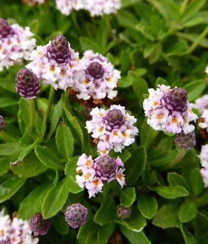 Libya Çimi Lippia Repens  22 adet