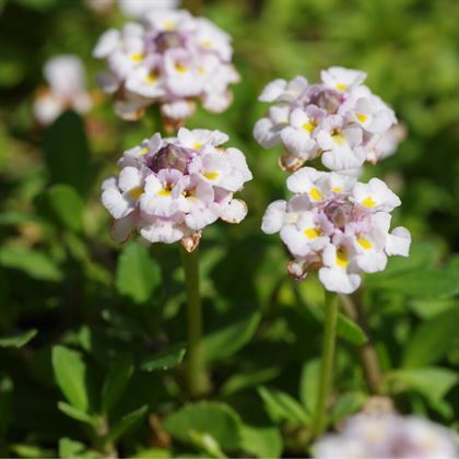 Libya Çimi Lippia Repens  22 adet
