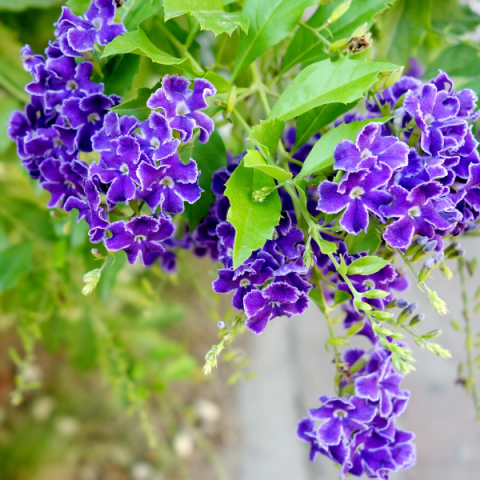 Unutma Beni Çiçeği Duranda Myosotis Palustris.