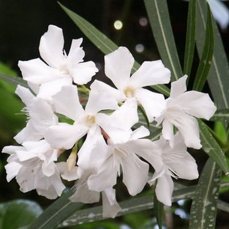 Beyaz Zakkum Çiçeği