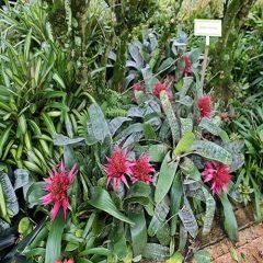 Kupa Aechmea Çiçeği  aechmea-fasciata