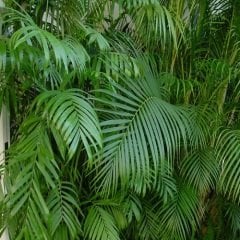 Areka Çiçeği Areka Palmiyesi areca-lutescens