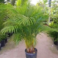 Areka Çiçeği Areka Palmiyesi areca-lutescens