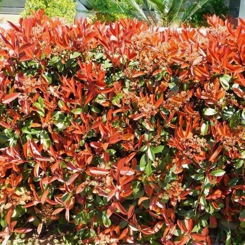 Alev Çalısı Çiçeği Fidanı