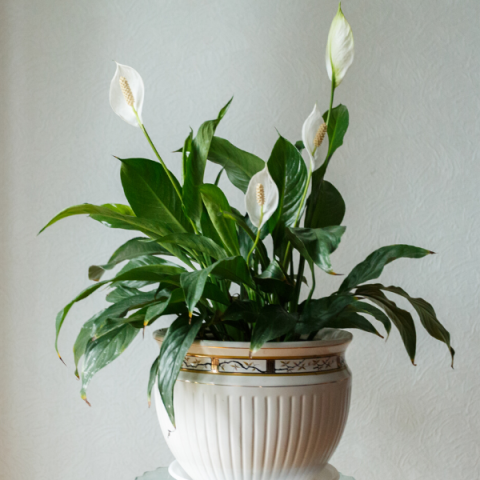 Barış Çiçeği 20 cm Spathiphyllum