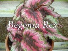 Rex Begonya Çiçeği Begonia .rex