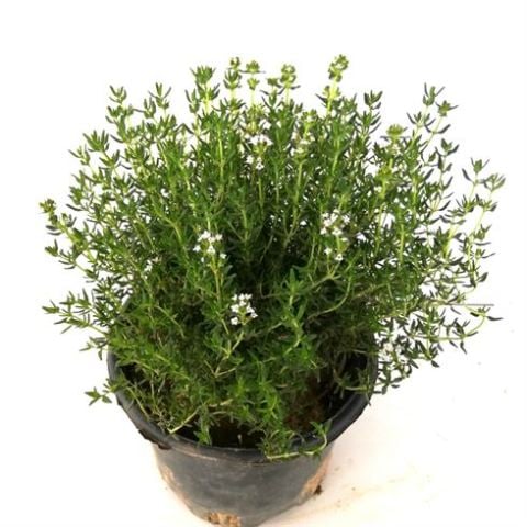 Kekik Fidanı Bol Şifalı 25 cm