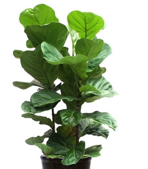 Keman Yapraklı Kauçuk Fidanı Ficus Lyrata-1