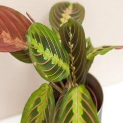 Maranta Dua Çiçeği Calathea Maranta