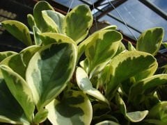 Alacalı Peperomia Çiçeği peperomia