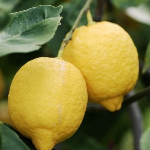 Jumbo Limon Fidanı