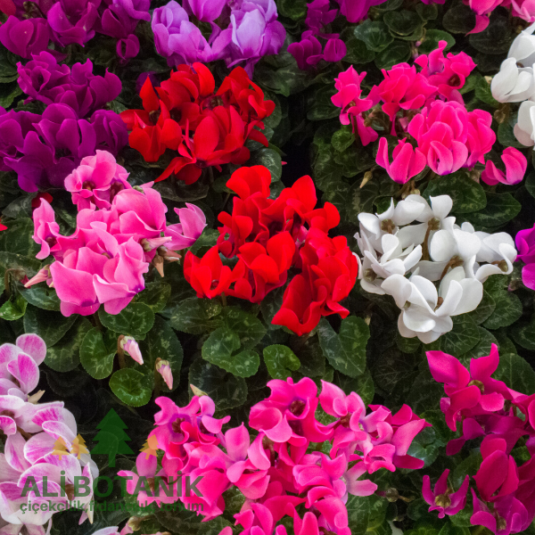 Siklamen Çiçeği  Cyclamen persicum