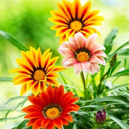 Gazanya Çiçeği 10 Adet Renkli Papatya 15 cm