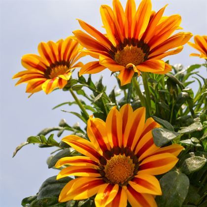 Gazanya Çiçeği 10 Adet Renkli Papatya 15 cm